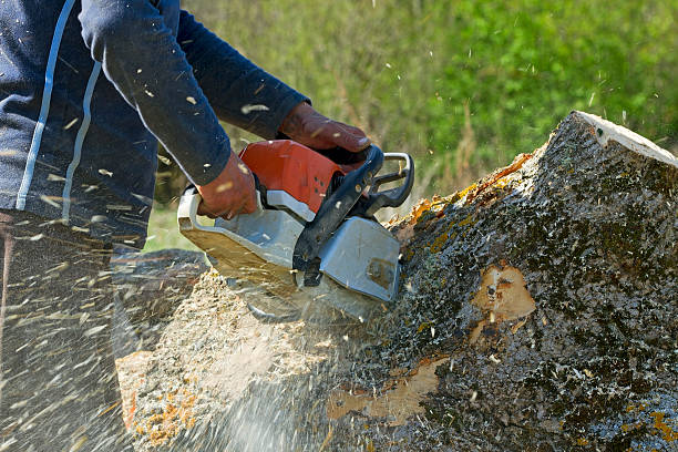 Professional Tree Service in Bamberg, SC